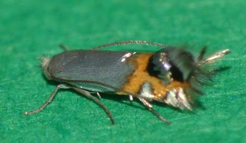 Leucoptera malifoliella